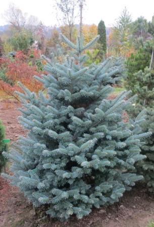 Abies lasiocarpa 